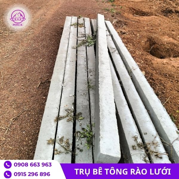 tru-be-tong(1).jpg